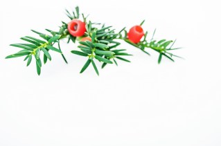 green-needles-branch-1379666401agz